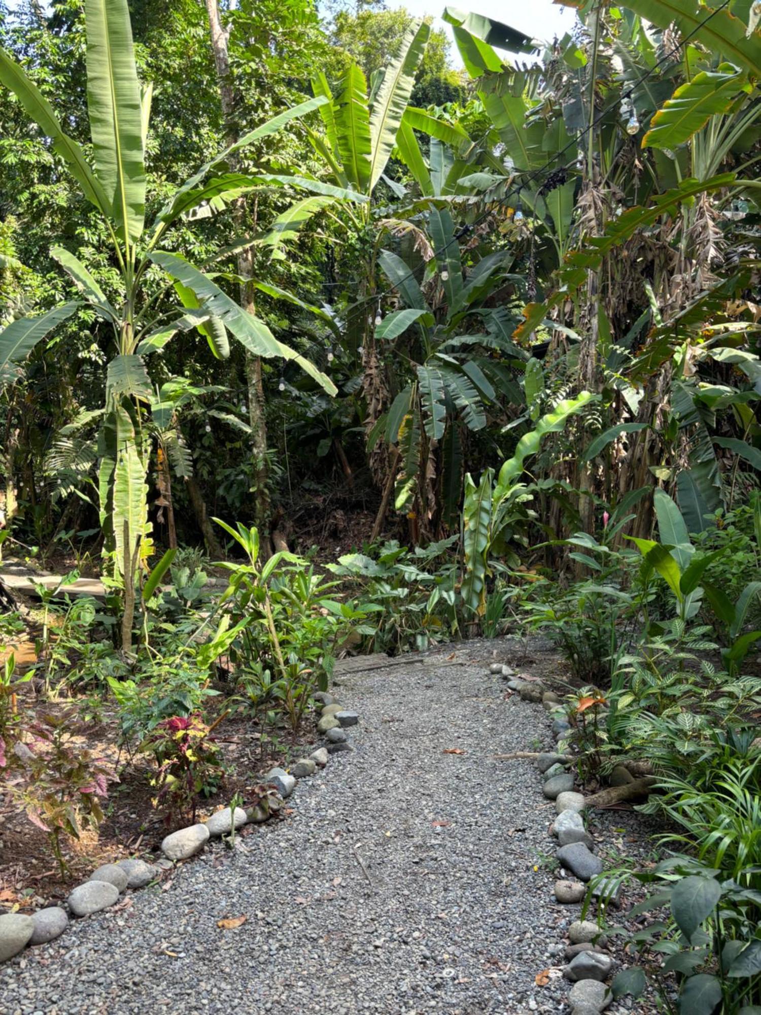 Casa Eden - Modern Peaceful Jungle Apartments Cocles Exterior foto